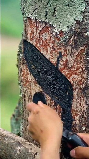 African black tree #facts #shorts