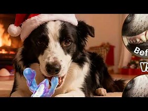 🐕 3 Best Indestructible Dog Toys for Massive Aggressive Chewers!