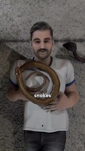 snakes room horror room