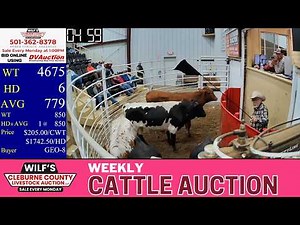 Ozark Mountain Cattle Auction LIVE | Wilf's Cleburne County Livestock Auction| Feb 16, 2026