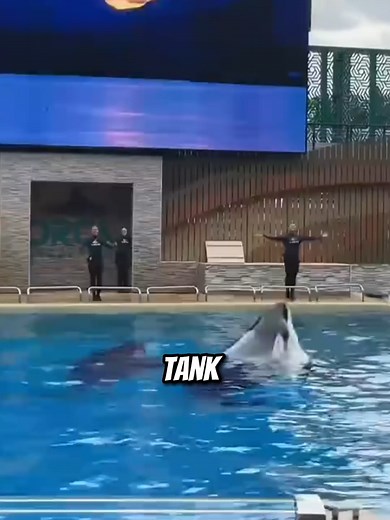 Orcas: Facts, Behavior & Why They Go Viral