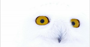Nature:Magic of the Snowy Owl Preview Season 31 Episode 2