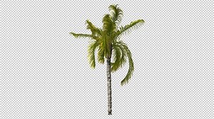 Object Of A Palm Tree