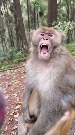 ⚙️ MacroDroid: ¡Automatiza Todo en Android con Facilidad! 🚀