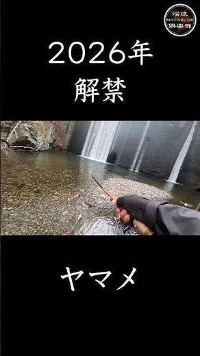 #渓流ルアー #渓流釣り #山梨 #matazure #ヤマメ #raytune