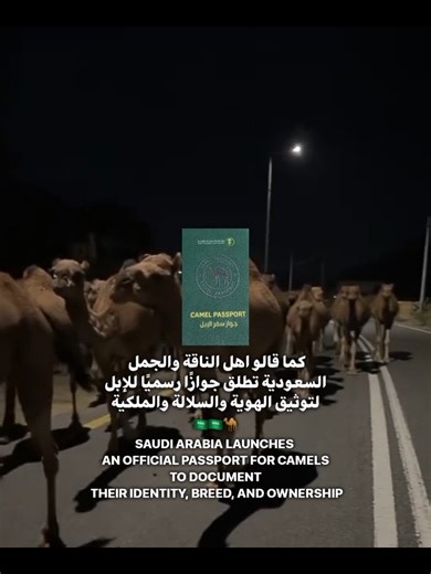 Exploring Saudi Arabia: Culture and Travel Tips