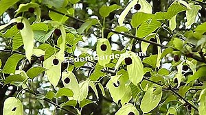 Davidia involucrata, mendilli ağaç: dikim ve ekimi 🌿 Tüm Bahçe Ve Bahçe Tasarımı Hakkında - 2025