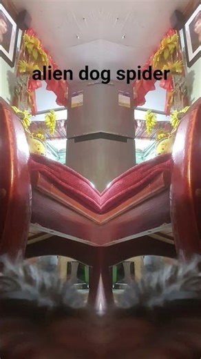 a massive alien dog spider