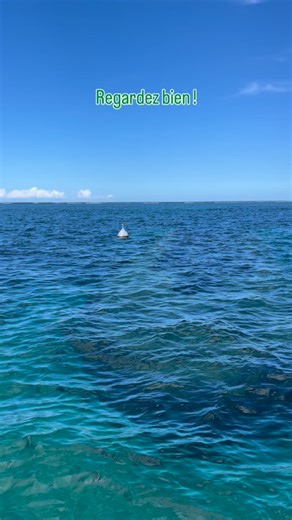 Elle est là… mais seuls les yeux attentifs la repèrent 👀 Cachée dans le Grand Cul-de-Sac Marin, je vous dévoile pendant l’excursion, son histoire, ses détails… tout est là, juste sous la surface 🌊 —————— 🌊 Ici, on kiffe la vie, la mer et les ti-moments magiques ensemble ! Je suis Claudius, fondateur et capitaine passionné, amoureux de ma belle Guadeloupe. 🌴 Avec Coco Mambo, je te propose : 🚤 Excursions en petit comité — journée, demi-journée ou 2h — pour découvrir autrement le Grand Cul-de-
