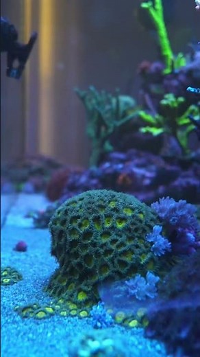 Palythoa coral removal 🪸