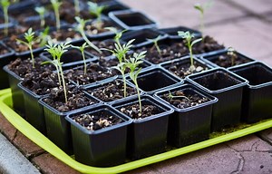 5 Best Seed Starting Trays To Buy In 2023