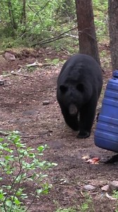 MONSTER BLACK BEAR with Grant Neal! BIG AS A VOLKSWAGEN! Bearadise Bay Wilderness Camp | Sick For The Hunt
