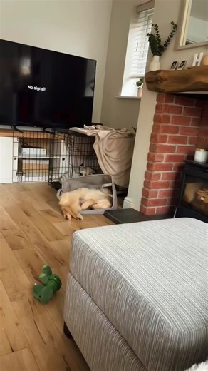 Rufus the Golden Retriever's Adorable Napping Spots