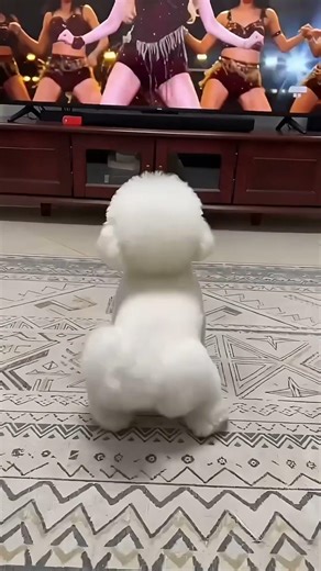Dog Copies Pop Dance Perfectly