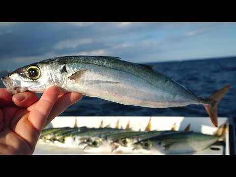 Tastiest BAIT I've EVER Eaten...Catch n Cook- Speedo (Opelu)- Redtail Scad