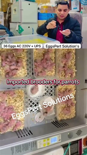 🔥 EggsPert Solutions® All-in-One Parrot Farming Machine | Incubator + Hatching + Brooder