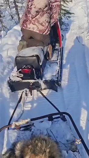 A Wolf Adventure Outreach and Retreat on Instagram: "I've posted about this before , its in Russia and it's incredibly heartbreaking to see . I spoke with somebody close when I posted another video and they told me it's a terrible thing . In Russia's far north,wolf hunters are involved in wolf control, often driven by severe livestock predation (reindeer, horses) in regions like Sakha (Yakutia). They use methods like snowmobiles, traps, and the traditional "flagging" technique (using scent flags