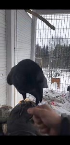 Most Intelligent Birds �� #talkingcrow #crows #revan © Voron Gosha | Kingdom of Crows