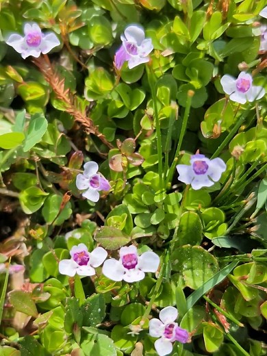 Bioactive Compounds 101: Browne’s Savory | The Weeds and Seeds Guy