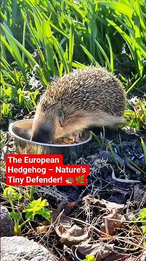 The European Hedgehog – Nature's Tiny Defender! 🦔🌿