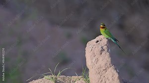 Blue Tailed Bee Eater in Breeding Colony Waiting for female to feed