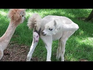 The birth of the llama ولادة حيوان اللاما