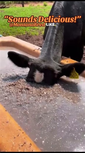 🤠 Umm.. this sounds delicious! #thatsdisgustingiloveit #sloppysounds #gross #grosssounds #thatsoundsgross #thatsound #thatsoundtho #disgusting #thatsdisgusting #fyp #foryoupage #fy #foryou