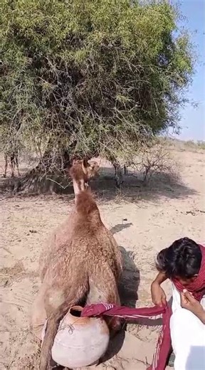 Cute Baby Camel Walking in the Desert | Adorable Camel Calf 🐪