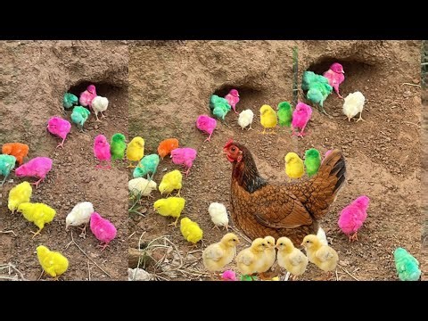 Colourful chicks video | hens baby chicks Chuje ki video chicks video 28 sep