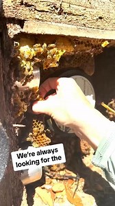 It’s vital to find the queen in a bee removal so the rest of the hive will work with you. Bee removals are a lot of fun!🐝 #beeremoval #bees #honeybees | The Bee Partner