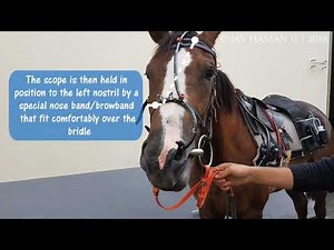 Overground endoscopic examination of the equine upper respiratory tract