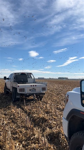 Geese dig us. Bill Saunders Calls and Gear AVISE Gun Works | Big Guns