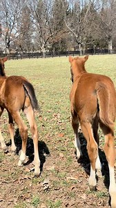 52K views · 2.3K reactions | Our JUSTIFY x TWILIGHT GLEAMING (IRE)...