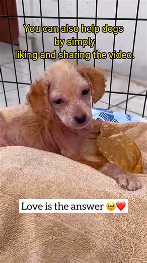 Sick Puppy Rescued & Transformed 🐶💔➡️❤️ Watch His Heartwarming Recovery Story. #dog #rescue #shotrs