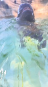 Think hippos are great swimmers? 🦛 Think again! Hippos don’t actually swim—they “walk” or push off the bottom to glide through the water. Their secret? Dense bodies strong legs = underwater power walking! #mars #babyhippo #pygmyhippo | Tanganyika Wildlife Park