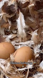 The Inappropriate Gift Co on Reels