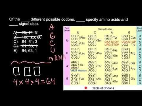 Codons and Amino acids