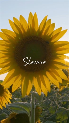 37K views · 397 reactions | Where the Danube, Drava, and Sava meet lies Croatia’s Golden Valley  - a land of sunflowers, vineyards, and the wild beauty of Kopački Rit. 礪 One of Europe’s best-preserved wetlands, it's home to eagles, deer, and centuries of history. Discover more about Slavonia: croatia.hr/en-gb/regions/slavonia  Slavonia Region  CNTB #CroatiaFullOfLife | Croatia Full of life | Facebook