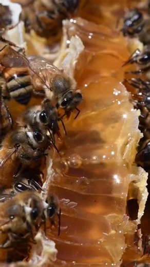 Bees fueling up on honey! 🍯🐝 #california #bees #beekeeper #beekeeping #savethebees #insects #animals | California Bee Company