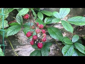 Blackberries growing guide / how to grow brambles