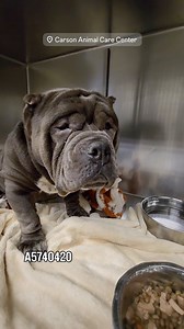 4.3K views · 409 reactions |  Adopted  ✳️ ARLO ✳️ #A5740420 He...