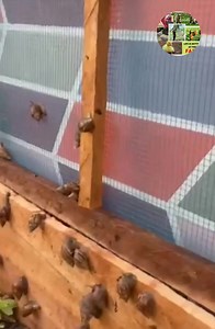 Facts About Snail Farming 🐌 Snail farming, also known as heliculture, is the practice of raising and breeding snails for commercial purposes. 🐌 It is a common practice in many African countries, including Nigeria, Ghana, Cameroon, and Ivory Coast. 🐌 Snail farming is a low-risk, high-yield venture that can provide significant income for farmers. 🐌 Snails are a good source of protein, iron, and other nutrients, and are considered a delicacy in many parts of the world. 🐌 Snails can be raised i