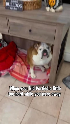 Barney knocked the High Dose CBD off the counter, and Luna licked it all up… let’s just say, she partied like it was 2099. 😂💨👅 Don’t worry — she’s totally safe thanks to Pet Nanny Mel, just extra sleepy, wobbly, and demanding belly rubs. Lesson learned: childproof your CBD… especially from your fur children! 🐾💖 #MyFurKidGotHigh #CBDChronicles #DogMomLife #bulldogs #bulldoglove #dogmomlife #BabyHowardsBuddies #bullycrewcbd #HighDoseHooligan #spoiledandsafe | Baby Howard's Buddies