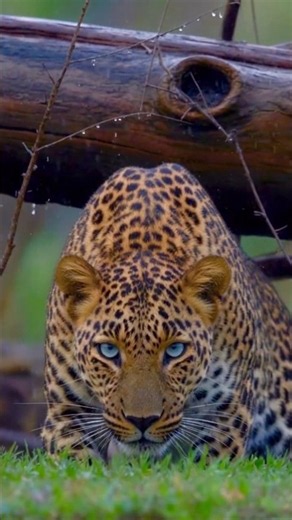 The jungal Safari 🐯 #wildlife #tiger #tourism #animals #shorts #viral #memories #junglesafari