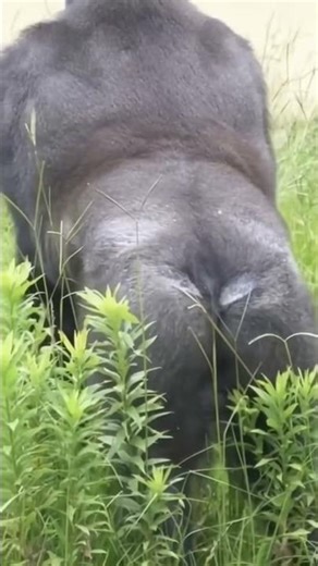 He Had ONE Job… Send this to someone you love 😭🦍💖