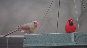 18K views · 758 reactions | Feeder Review!  The kind folks over at...