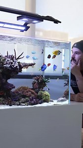 130K views · 2.3K reactions | ️ It's feeding time for these tiny marine wonders! Watch as these nano marine fish enjoy their meal in their beautiful reef tank. ✨  Shared by Sydney Reefing ! #NanoMarineFish #FeedingTime #ReefTank #MarineLife #AquariumFeeding #Fishkeeping #LiveAquariaCommunity | LiveAquaria.com | Facebook
