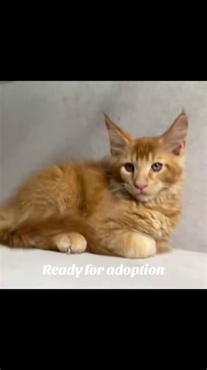 Maine Coon Kittens Ready for Adoption