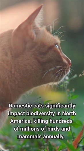 18 reactions · 7 comments | Outdoor cats can have a negative impact on local wildlife, but thankfully, there’s a great solution - catios! These enclosures let cats get their stimulation, time with nature, and protect biodiversity all at once. Learn more: https://buff.ly/BYjQHzw Do you have a catio? Tag us in your videos to show how your cat is enjoying a safe outdoor adventure!  | The Fur-Bearers | Facebook