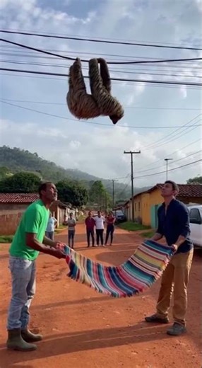 Catching Sloth With Blanket 🦥 Slowest Hug Ever #sloth #wildlife #cute
